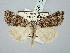  ( - BGE_ZSM_LEP_3218)  @11 [ ] by-nc-sa (2025) SNSB, Staatliche Naturwissenschaftliche Sammlungen Bayerns ZSM (SNSB, Zoologische Staatssammlung Muenchen)