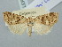 ( - BGE_ZSM_LEP_3219)  @11 [ ] by-nc-sa (2025) SNSB, Staatliche Naturwissenschaftliche Sammlungen Bayerns ZSM (SNSB, Zoologische Staatssammlung Muenchen)