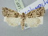  ( - BGE_ZSM_LEP_3229)  @11 [ ] by-nc-sa (2025) SNSB, Staatliche Naturwissenschaftliche Sammlungen Bayerns ZSM (SNSB, Zoologische Staatssammlung Muenchen)