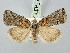  ( - BGE_ZSM_LEP_3230)  @11 [ ] by-nc-sa (2025) SNSB, Staatliche Naturwissenschaftliche Sammlungen Bayerns ZSM (SNSB, Zoologische Staatssammlung Muenchen)