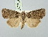  ( - BGE_ZSM_LEP_3231)  @11 [ ] by-nc-sa (2025) SNSB, Staatliche Naturwissenschaftliche Sammlungen Bayerns ZSM (SNSB, Zoologische Staatssammlung Muenchen)