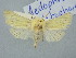  (Aedophron - BGE_ZSM_LEP_3249)  @11 [ ] by-nc-sa (2025) SNSB, Staatliche Naturwissenschaftliche Sammlungen Bayerns ZSM (SNSB, Zoologische Staatssammlung Muenchen)