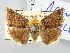  ( - BGE_ZSM_LEP_3257)  @11 [ ] by-nc-sa (2025) SNSB, Staatliche Naturwissenschaftliche Sammlungen Bayerns ZSM (SNSB, Zoologische Staatssammlung Muenchen)