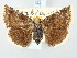  ( - BGE_ZSM_LEP_3259)  @11 [ ] by-nc-sa (2025) SNSB, Staatliche Naturwissenschaftliche Sammlungen Bayerns ZSM (SNSB, Zoologische Staatssammlung Muenchen)