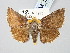  ( - BGE_ZSM_LEP_3260)  @11 [ ] by-nc-sa (2025) SNSB, Staatliche Naturwissenschaftliche Sammlungen Bayerns ZSM (SNSB, Zoologische Staatssammlung Muenchen)