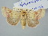  (Helivictoria - BGE_ZSM_LEP_3265)  @11 [ ] by-nc-sa (2025) SNSB, Staatliche Naturwissenschaftliche Sammlungen Bayerns ZSM (SNSB, Zoologische Staatssammlung Muenchen)