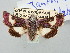  ( - BGE_ZSM_LEP_3273)  @11 [ ] by-nc-sa (2025) SNSB, Staatliche Naturwissenschaftliche Sammlungen Bayerns ZSM (SNSB, Zoologische Staatssammlung Muenchen)
