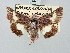  ( - BGE_ZSM_LEP_3274)  @11 [ ] by-nc-sa (2025) SNSB, Staatliche Naturwissenschaftliche Sammlungen Bayerns ZSM (SNSB, Zoologische Staatssammlung Muenchen)