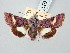  ( - BGE_ZSM_LEP_3275)  @11 [ ] by-nc-sa (2025) SNSB, Staatliche Naturwissenschaftliche Sammlungen Bayerns ZSM (SNSB, Zoologische Staatssammlung Muenchen)
