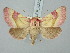  ( - BGE_ZSM_LEP_3285)  @11 [ ] by-nc-sa (2025) SNSB, Staatliche Naturwissenschaftliche Sammlungen Bayerns ZSM (SNSB, Zoologische Staatssammlung Muenchen)
