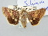  (Schinia purpurascens - BGE_ZSM_LEP_3292)  @11 [ ] by-nc-sa (2025) SNSB, Staatliche Naturwissenschaftliche Sammlungen Bayerns ZSM (SNSB, Zoologische Staatssammlung Muenchen)
