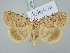  ( - BGE_ZSM_LEP_3296)  @11 [ ] by-nc-sa (2025) SNSB, Staatliche Naturwissenschaftliche Sammlungen Bayerns ZSM (SNSB, Zoologische Staatssammlung Muenchen)