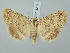  ( - BGE_ZSM_LEP_3299)  @11 [ ] by-nc-sa (2025) SNSB, Staatliche Naturwissenschaftliche Sammlungen Bayerns ZSM (SNSB, Zoologische Staatssammlung Muenchen)
