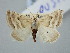  ( - BGE_ZSM_LEP_3333)  @11 [ ] by-nc-sa (2025) SNSB, Staatliche Naturwissenschaftliche Sammlungen Bayerns ZSM (SNSB, Zoologische Staatssammlung Muenchen)