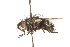  (Linnaemya haemorrhoidalis - HUBENOV-01-C08)  @14 [ ] CreativeCommons - Attribution (2010) Gergin Blagoev, Centre for Biodiversity Genomics Centre for Biodiversity Genomics