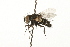  (Cadurciella - HUBENOV-01-F06)  @13 [ ] CreativeCommons - Attribution (2010) Gergin Blagoev, Centre for Biodiversity Genomics Centre for Biodiversity Genomics