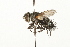  ( - HUBENOV-01-H04)  @13 [ ] CreativeCommons - Attribution (2010) Gergin Blagoev, Centre for Biodiversity Genomics Centre for Biodiversity Genomics
