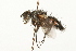  ( - HUBENOV-01-H05)  @11 [ ] CreativeCommons - Attribution (2010) Gergin Blagoev, Centre for Biodiversity Genomics Centre for Biodiversity Genomics