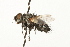  ( - HUBENOV-01-H06)  @13 [ ] CreativeCommons - Attribution (2010) Gergin Blagoev, Centre for Biodiversity Genomics Centre for Biodiversity Genomics