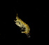  ( - BHAK-12038-FCBB)  @11 [ ] CreativeCommons Attribution Non-Commercial No Derivatives (2022) Matt Lemay Hakai Institute