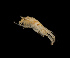  (Americorophium spinicorne - BHAK-12312-FCBB)  @11 [ ] CreativeCommons Attribution Non-Commercial No Derivatives (2022) Matt Lemay Hakai Institute