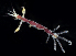  (Caprella drepanochir - BHAK2241)  @11 [ ] CreativeCommons Attribution Non-Commercial No Derivatives (2021) Gustav Paulay Florida Museum of Natural History