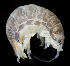  ( - BHAK2796_2)  @11 [ ] CreativeCommons Attribution Non-Commercial No Derivatives (2017) Gustav Paulay Florida Museum of Natural History