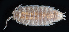 ( - BHAK-06878_2)  @11 [ ] CreativeCommons Attribution Non-Commercial No Derivatives (2018) Gustav Paulay Florida Museum of Natural History