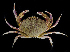  ( - BHAK-0522_2)  @11 [ ] CreativeCommons Attribution Non-Commercial No Derivatives (2017) Gustav Paulay Florida Museum of Natural History