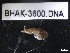  ( - BHAK-3600)  @11 [ ] CreativeCommons - Attribution No Derivatives (2019) Hakai Institute Hakai Institute