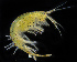  ( - BHAK-12237-FCBB)  @11 [ ] CreativeCommons Attribution Non-Commercial No Derivatives (2022) Matt Lemay Hakai Institute