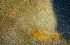  (Gastrodelphyidae - BHAK-13576)  @11 [ ] CreativeCommons Attribution Non-Commercial No Derivatives (2024) Matt Lemay Hakai Institute