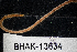  ( - BHAK-13634)  @11 [ ] CreativeCommons Attribution Non-Commercial No Derivatives (2024) Matt Lemay Hakai Institute