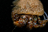  ( - BHAK-13759)  @11 [ ] CreativeCommons Attribution Non-Commercial No Derivatives (2024) Matt Lemay Hakai Institute