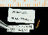  (Myrianida flava - BHAK-13864)  @11 [ ] CreativeCommons Attribution Non-Commercial No Derivatives (2024) Matt Lemay Hakai Institute