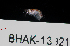  ( - BHAK-13921)  @11 [ ] CreativeCommons Attribution Non-Commercial No Derivatives (2024) Matt Lemay Hakai Institute