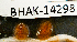  ( - BHAK-14298)  @11 [ ] CreativeCommons Attribution Non-Commercial No Derivatives (2025) Matt Lemay Hakai Institute