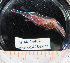  (Heptacarpus fuscimaculatus - BHAK-14484)  @11 [ ] CreativeCommons Attribution Non-Commercial No Derivatives (2025) Matt Lemay Hakai Institute