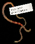  ( - BHAK-15096)  @11 [ ] CreativeCommons Attribution Non-Commercial No Derivatives (2024) Matt Lemay Hakai Institute