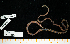  (Nereis procera - BHAK-15134)  @11 [ ] CreativeCommons Attribution Non-Commercial No Derivatives (2024) Matt Lemay Hakai Institute