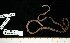  ( - BHAK-15134)  @11 [ ] CreativeCommons Attribution Non-Commercial No Derivatives (2024) Matt Lemay Hakai Institute