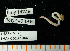  (Hemipodia - BHAK-15137)  @11 [ ] CreativeCommons Attribution Non-Commercial No Derivatives (2024) Matt Lemay Hakai Institute