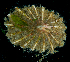  ( - BHAK-15721)  @11 [ ] CreativeCommons Attribution Non-Commercial No Derivatives (2024) Matt Lemay Hakai Institute