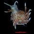  (Tenellia - BHAK-15889)  @11 [ ] CreativeCommons Attribution Non-Commercial No Derivatives (2024) Matt Lemay Hakai Institute