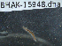  ( - BHAK-15948)  @11 [ ] CreativeCommons Attribution Non-Commercial No Derivatives (2024) Matt Lemay Hakai Institute
