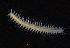  ( - BHAK-15949)  @11 [ ] CreativeCommons Attribution Non-Commercial No Derivatives (2024) Matt Lemay Hakai Institute