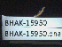  ( - BHAK-15950)  @11 [ ] CreativeCommons Attribution Non-Commercial No Derivatives (2024) Matt Lemay Hakai Institute