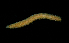  ( - BHAK-15956)  @11 [ ] CreativeCommons Attribution Non-Commercial No Derivatives (2024) Matt Lemay Hakai Institute