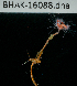  ( - BHAK-16088)  @11 [ ] CreativeCommons Attribution Non-Commercial No Derivatives (2024) Matt Lemay Hakai Institute