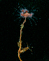  ( - BHAK-16088)  @11 [ ] CreativeCommons Attribution Non-Commercial No Derivatives (2024) Matt Lemay Hakai Institute